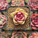 Echeveria sp. 1" Succulent Plant