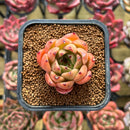 Echeveria 'Sarabony' x Zaragoza Hybrid 2" Succulent Plant