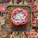 Echeveria 'White Rose' 2" Succulent Plant