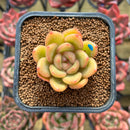 Echeveria 'Plone' 2" Succulent Plant