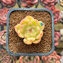 Echeveria 'Vivienne' 1" New Flower Village Original Hybrid Succulent Plant
