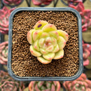 Echeveria 'Vivienne' 1" New Flower Village Original Hybrid Succulent Plant