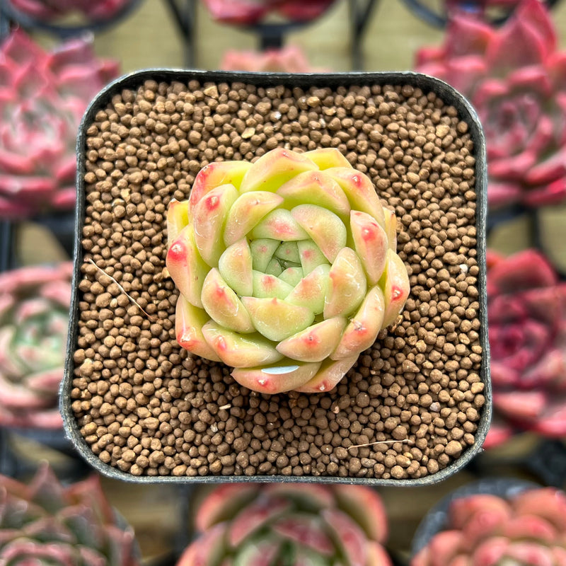 Echeveria 'Cream Smoothie' 2
