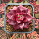 Echeveria Agavoides 'Luming' 2" Succulent Plant