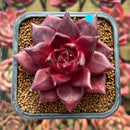 Echeveria Agavoides 'Luming' 2" Succulent Plant