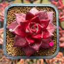 Echeveria Agavoides 'Luming' 2" Succulent Plant