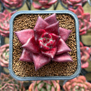 Echeveria Agavoides 'Luming' 2" Succulent Plant
