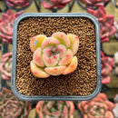 Echeveria sp. 1"-2" Succulent Plant