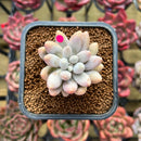 Pachyphytum 'Pink Lover' 2" Succulent Plant