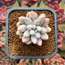 Pachyphytum 'Pink Lover' 2" Succulent Plant