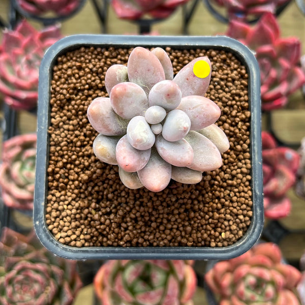 Pachyphytum 'Pink Lover' 2" Succulent Plant