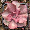 Echeveria 'Suyon' Variegated 4" Succulent Plant Cutting