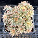 Echeveria 'Mebina' Variegated 4"-5" Cluster Succulent Plant