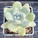 Dudleya Pachyphytum 4" Succulent Plant