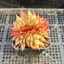Echeveria Agavoides 'Challenger' Crested 2" Succulent Plant