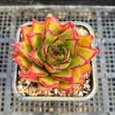 Echeveria Agavoides 'Orange Ebony' 2"-3" Succulent Plant