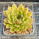 Echeveria Agavoides 'Mascarpone' 2" Succulent Plant