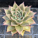 Echeveria 'Woori Yeone' 4" Succulent Plant