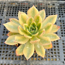 Echeveria 'Jubilee' Variegated 2"-3" Succulent Plant