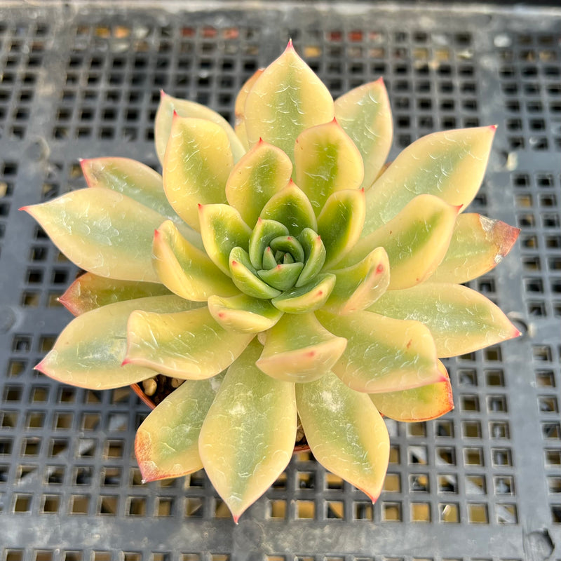 succulent with yellow leaves Echeveria 'Jubilee' Variegated 2"-3" Succulent Plant – True Succulents  Plant Co