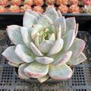 Echeveria 'Ivory' 5" Large Powdery Succulent Plant
