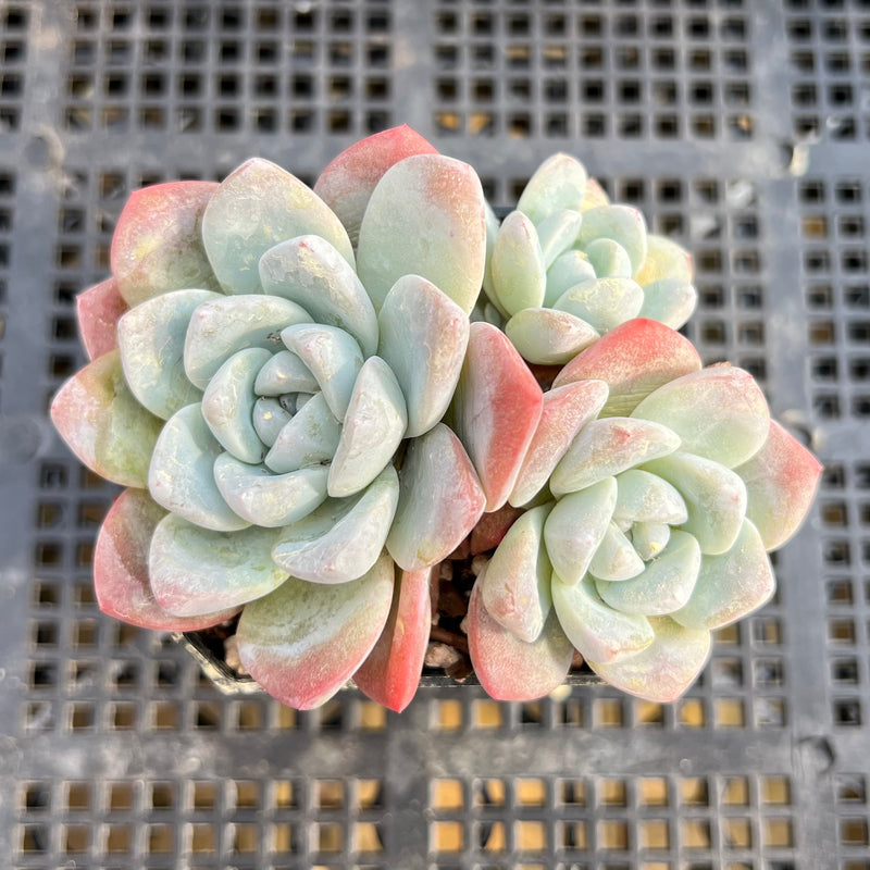green ice succulent Echeveria 'Icy Green' 2"-3" Cluster Succulent Plant Cutting – True Succulents  Plant Co