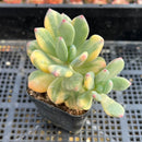 Pachyphytum 'Doctor Cornelius' Variegated 3" Succulent Plant