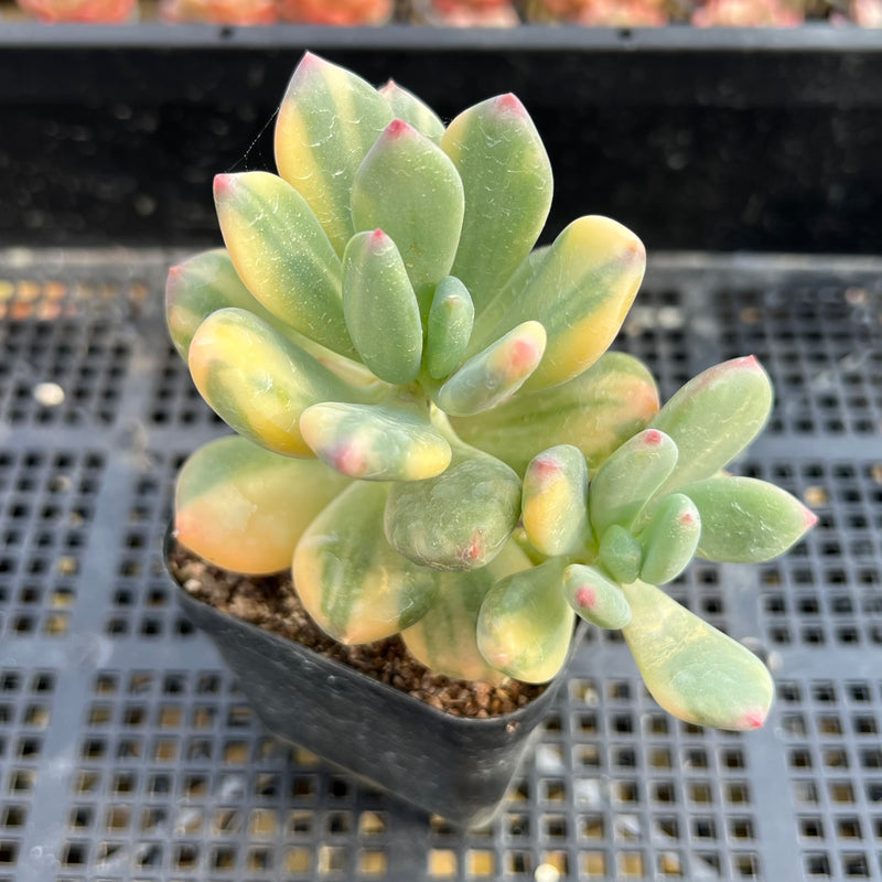 dr cornelius succulent Pachyphytum 'Doctor Cornelius' Variegated 3" Succulent Plant – True Succulents Plant Co