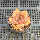 Echeveria sp. 2" Succulent Plant