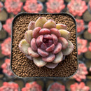 Echeveria 'Dong-un' Hybrid x 'Black Queen' Hybrid Type B 2" Flower Village Hybrid Succulent Plant Cutting