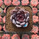 Echeveria 'Blood Maria' x 'Mexican Snowball' 1"-2" Flower Village Hybrid Succulent Plant Cutting