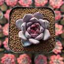 Echeveria 'Blood Maria' x 'Mexican Snowball' 1"-2" Flower Village Hybrid Succulent Plant Cutting