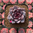 Echeveria 'Blood Maria' x 'Mexican Snowball' 1"-2" Flower Village Hybrid Succulent Plant Cutting
