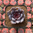 Echeveria 'Blood Maria' x 'Mexican Snowball' 1"-2" Flower Village Hybrid Succulent Plant Cutting