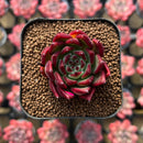 Echeveria Agavoides 'Superbell' 1"-2" Succulent Plant Cutting