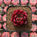 Echeveria Agavoides 'Superbell' 1"-2" Succulent Plant Cutting