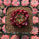 Echeveria Agavoides 'Superbell' 1"-2" Succulent Plant Cutting