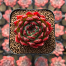 Echeveria Agavoides 'Superbell' 1"-2" Succulent Plant Cutting