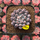 Echeveria 'Anthony Queen' 1"-2" New Hybrid Succulent Plant Cutting