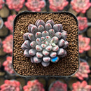 Echeveria 'Anthony Queen' 1"-2" New Hybrid Succulent Plant Cutting