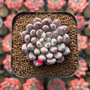 Echeveria 'Anthony Queen' 1"-2" New Hybrid Succulent Plant Cutting