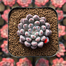 Echeveria 'Anthony Queen' 1"-2" New Hybrid Succulent Plant Cutting