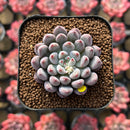 Echeveria 'Anthony Queen' 1"-2" New Hybrid Succulent Plant Cutting