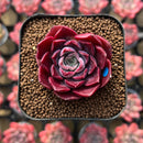 Echeveria 'Mohican' 1"-2" Succulent Plant Cutting