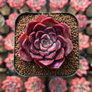 Echeveria 'Mohican' 1"-2" Succulent Plant Cutting