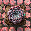 Echeveria 'Jackal' 1"-2" Succulent Plant Cutting