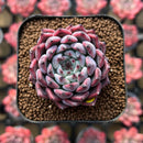Echeveria 'Jackal' 1"-2" Succulent Plant Cutting
