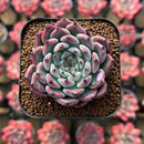 Echeveria 'Jackal' 1"-2" Succulent Plant Cutting