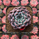 Echeveria 'Jackal' 1"-2" Succulent Plant Cutting