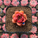 Echeveria 'Red Gilva' 1" Succulent Plant Cutting